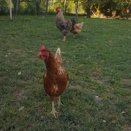 Country house Agriturismo La Ginestrella